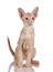 Un adorable chaton oriental ginger tabby