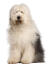 Un chien de berger anglais gris et blanc à poil court assis proprement