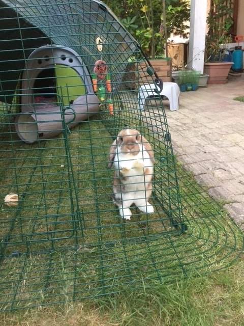 Extension Denclos Pour Eglu Classic 1 M Enclos Pour Eglu