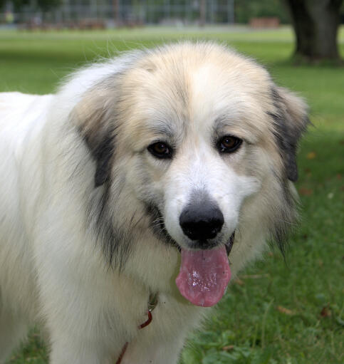 Gros plan sur le magnifique pelage blanc et doux d'un chien de montagne des pyrénées