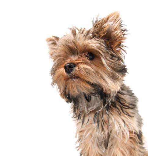 Un beau petit yorkshire terrier au poil long et sain et au nez en bouton