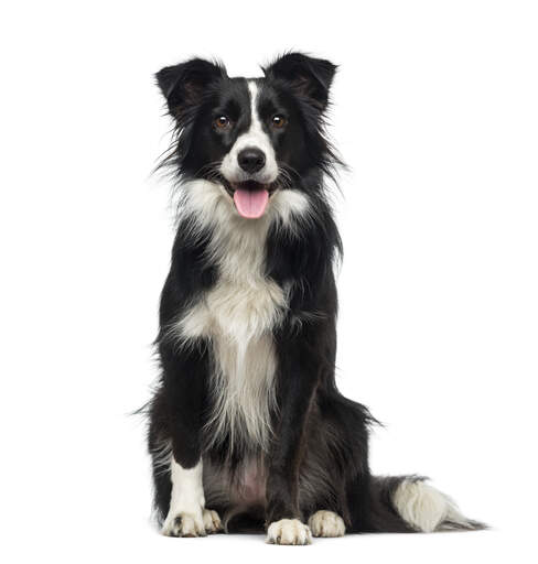 Un jeune border collie adulte très sain et actif