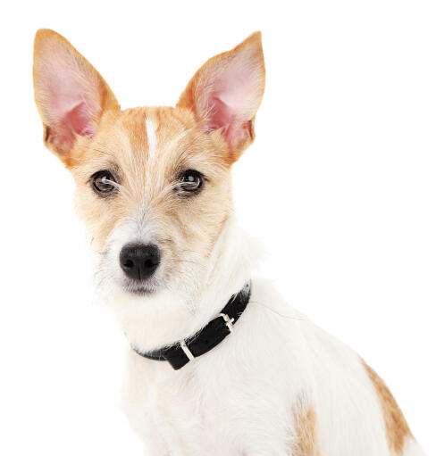 Gros plan sur les oreilles pointues d'un jeune adulte jack russell terrier