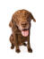 Le visage affectueux d'un chesapeake bay retriever