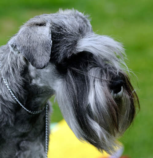 Gros plan sur le visage merveilleusement soigné d'un terrier césky