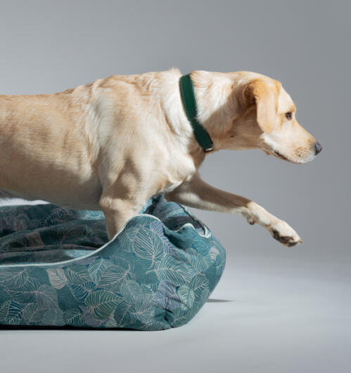 Retriever qui sort d’un nid douillet pour chien en édition limitée