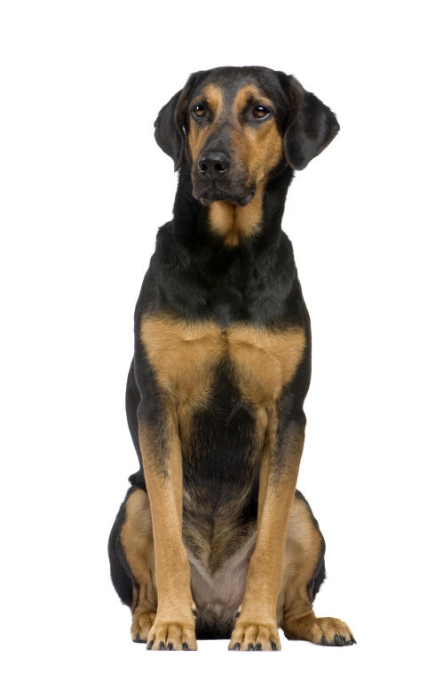 Beauceron | Chiens | Informations sur les races | Omlet Beauceron | Chiens | Informations sur les races | Omlet