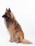 Un superbe chien de berger belge (tervueren) assis