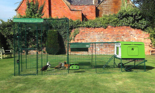 Un nouveau poulailler Eglu Cube relié à un parcours pour poules.