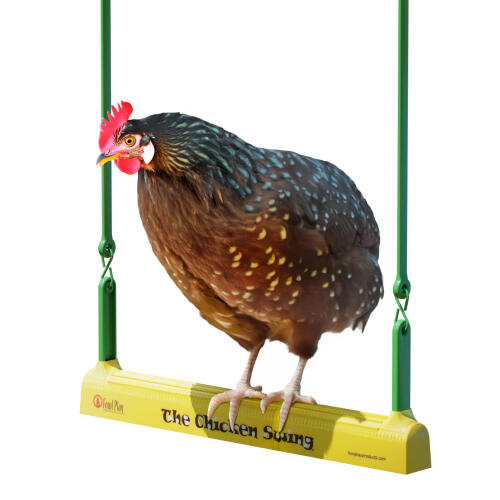 Les poules trouveront la balançoire à poules très amusante