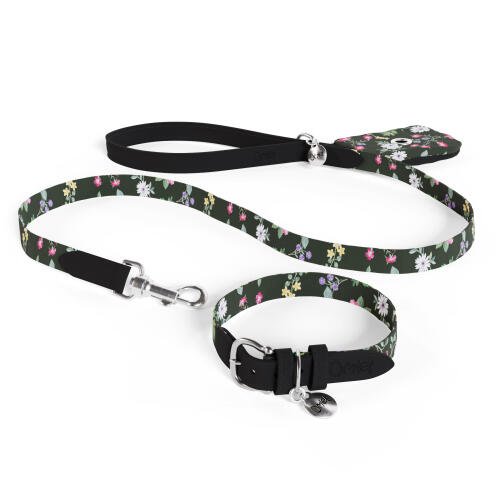 Laisse pour chien, collier et porte-sac à crottes en kit