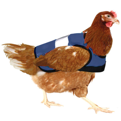 Veste poulet hi-vis bleu