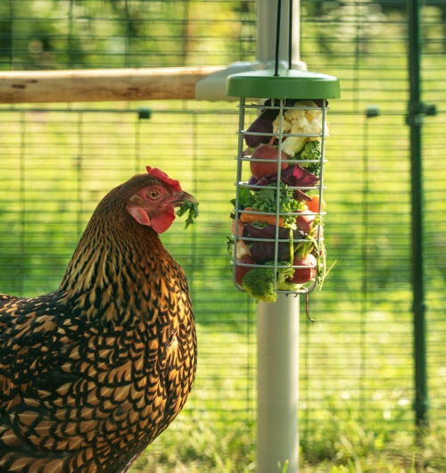 Remplissez le distributeur Caddi de verdure fraîche et regardez-le se balancer pendant que vos poules picorent.