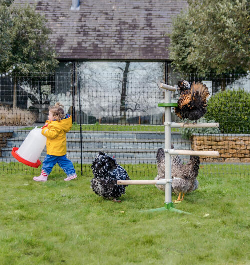 Un enfant à côté de poules qui jouent sur un perchoir pour pied avec des filets à poules en arrière-plan.