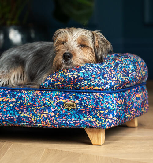 Petit chien débraillé reposant sa tête sur le côté d'un lit moussaillon à motifs néon.