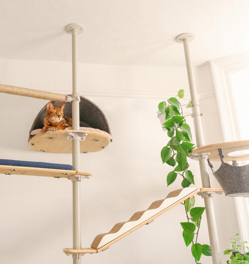 Un chat s'est assis tout en haut de la plate-forme attachée à l'arbre à chat d'intérieur Freestyle.