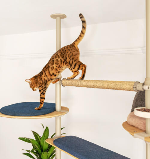 Un chat qui saute sur la plate-forme bleue attachée à l'arbre à chat d'intérieur Freestyle.