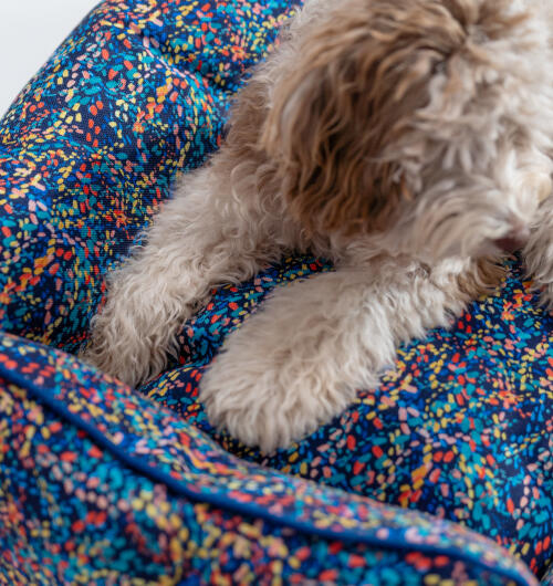 Pattes d’un chien pelucheux allongé sur un nid douillet pour chien Omlet à motifs néon