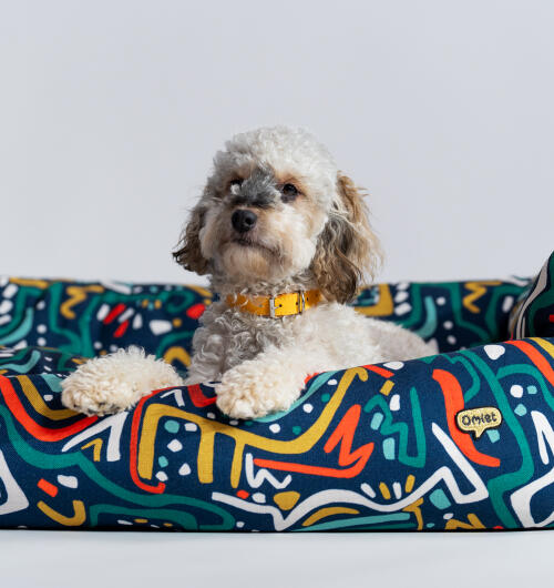 Chien couché sur un nid douillet pour chien Omlet dans l’imprimé Zoomies