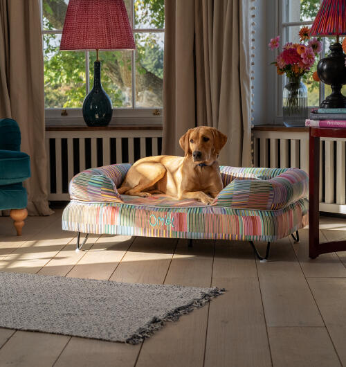 Labrador assis sur un grand panier pour chien Bolster traille Large avec en imprimé Pawsteps Electric coloré.