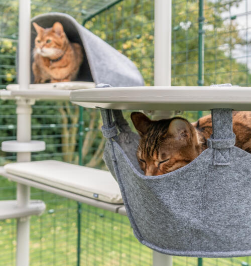 Deux chats sur l'arbre à chat Freestyle - l'un dans un hamac et l'autre sur une plate-forme