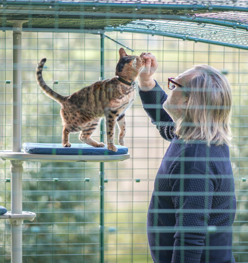 Un homme passe du temps avec son chat sur l'arbre à chat extérieur Freestyle 
