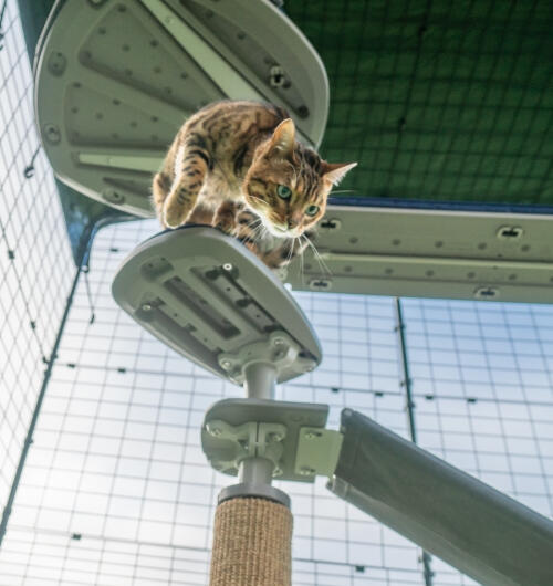Un chat qui descend les marches de l'arbre à chat extérieur Freestyle 