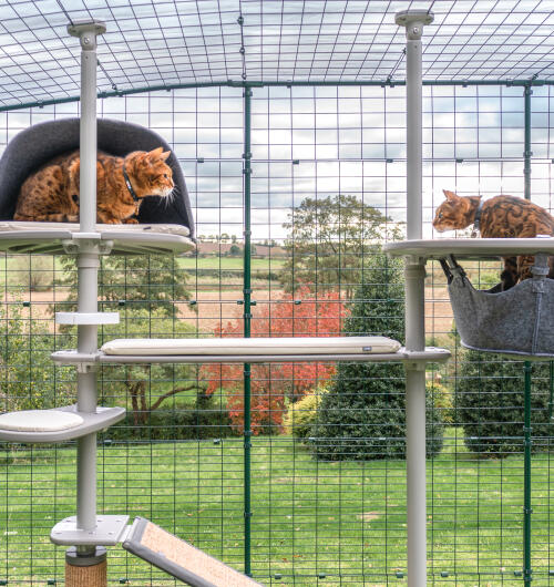 Deux chats se regardant l'un l'autre sur l'arbre à chat Freestyle 