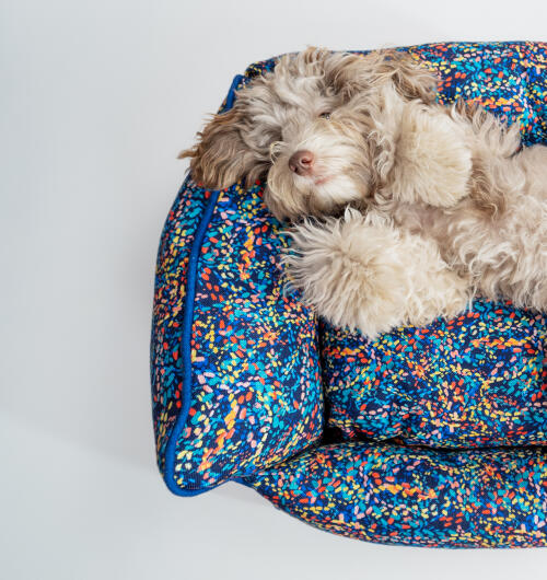 Chien pelucheux couché dans un nid pour chien à motifs néon