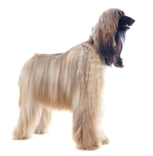 Un chien afghan au pelage blond qui se tient droit