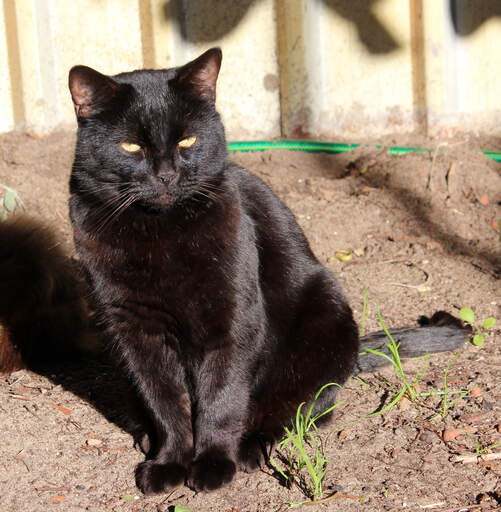 Un adorable chat bombay assis au soleil