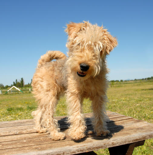 Un adorable petit lakeland terrier debout sur le dessus d'une table de pique-nique