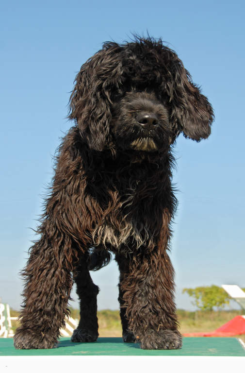 Chien D eau Portugais Chiens Informations Sur Les Races Omlet chien-d-eau-portugais-chiens-informations-sur-les-races-omlet