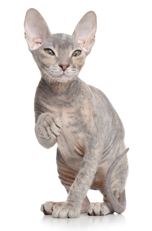 Donskoy Don Sphynx Chats Informations Sur Les Races Omlet