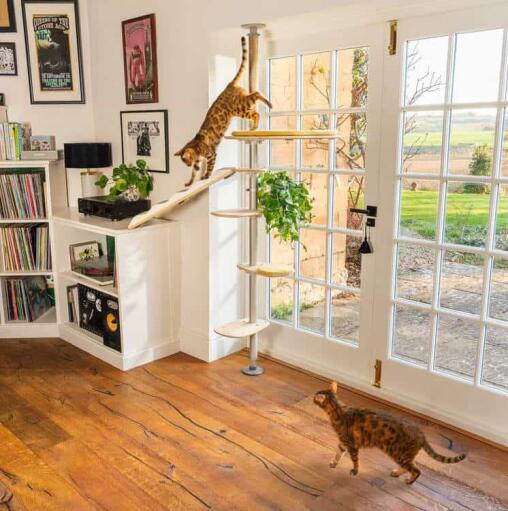 Les chats grimpent sur le site Omlet Freestyle arbre à chat d'intérieur