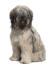 Un jeune chien de berger catalan avec un poil incroyablement doux et épais