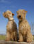Deux lakeland terriers adultes avec de magnifiques pelages doux et ébouriffés