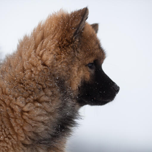 Le merveilleux pelage épais et les oreilles pointues d'un jeune eurasier