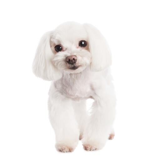 Un beau petit bichon maltais au pelage blanc et doux bien entretenu
