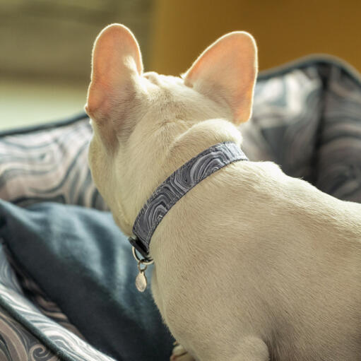 Frenchie regardant en arrière vers le lit Omlet nest en contour grey