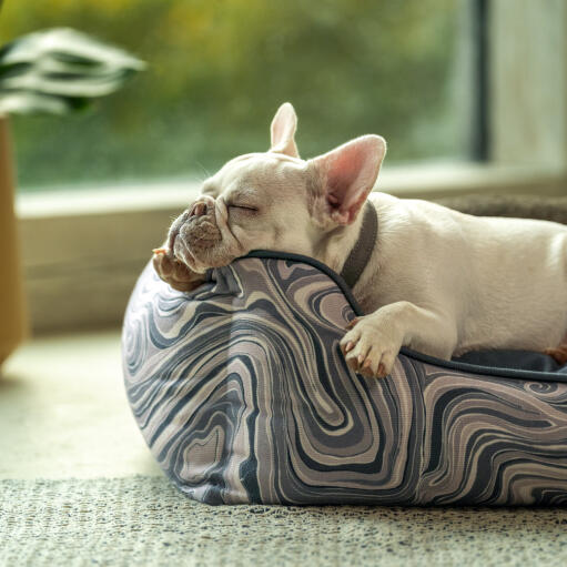 Frenchie reposant sa tête sur le lit Omlet nest en contour grey