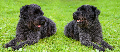 Deux kerry blue terrier au pelage sombre couchés proprement sur l'herbe