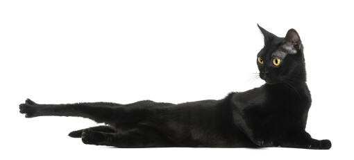 Un chat bombay athlétique s'étirant sur le sol