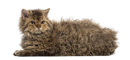 Un joli selkirk rex couché