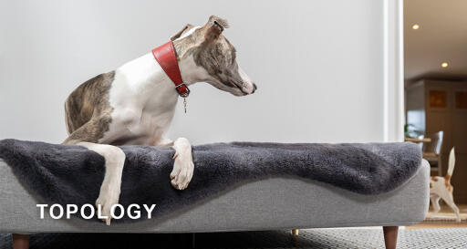 Topology lit pour chien par Omlet