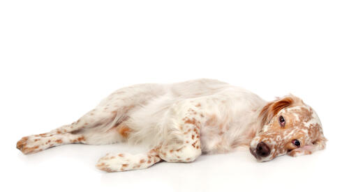 Un setter anglais adulte au repos avec une belle robe rouge et blanche