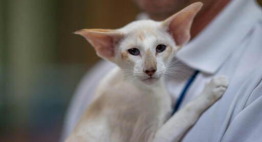 Chat seychellois transporté