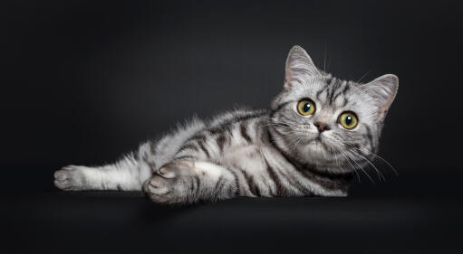 Mignon chat british shorthair silver tabby couché sur un fond sombre