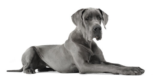 Un magnifique dogue allemand gris anthracite au poil court et soigné