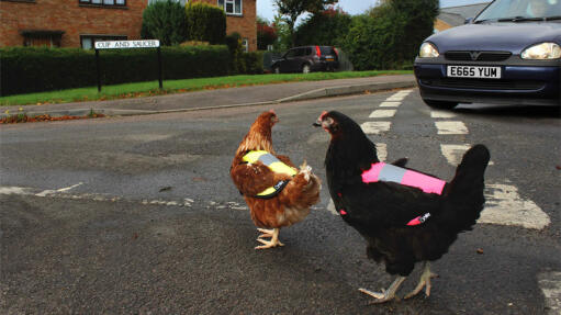 Poulets à haute visibilité sur la route